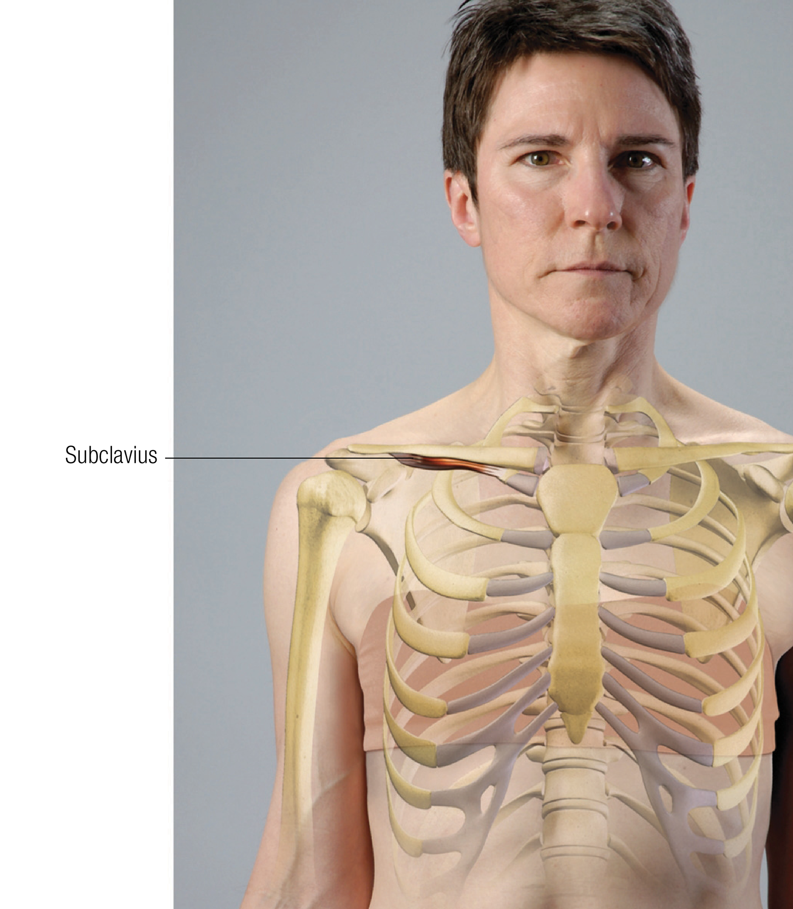 JA_15_FunctionalAnatomy1_1600