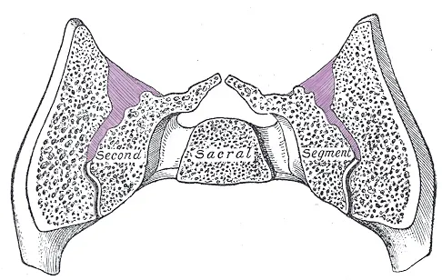ND16_Myofascial3