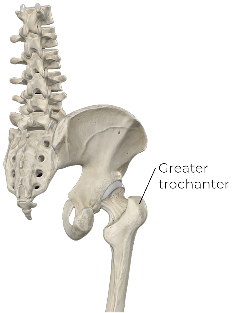 AUT_26_ClinicalExplorations1_CompleteAnatomy_800 AUT_26_ClinicalExplorations1_CompleteAnatomy_800