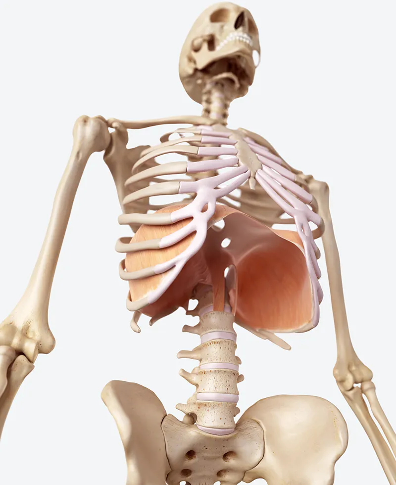 AUT_26_MyoskeletalAlignment2_DaltonMyoskeletal_800 AUT_26_MyoskeletalAlignment2_DaltonMyoskeletal_800