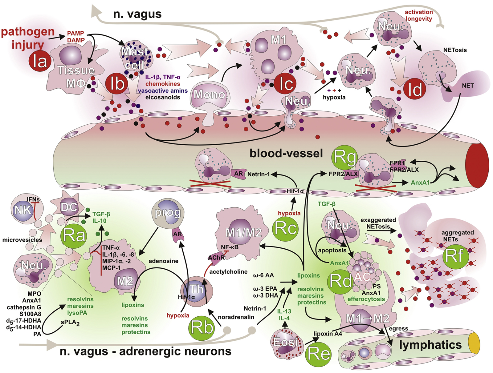 Understanding Inflammation's Progression Teaser Image Understanding Inflammation's Progression Teaser Image