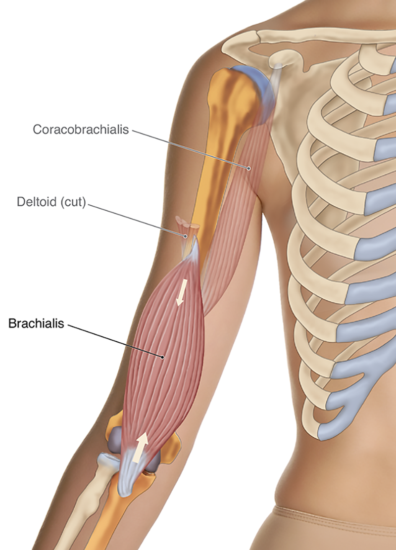 MJ20_MusclesStretched1