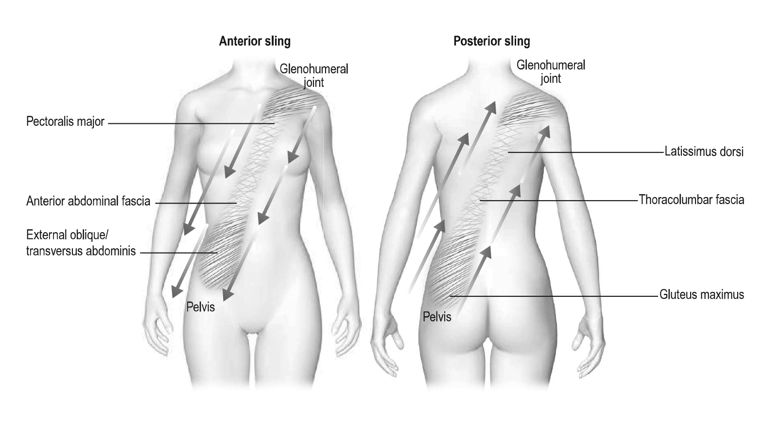 MA_19_FascialDysfunction1_800 MA_19_FascialDysfunction1_800