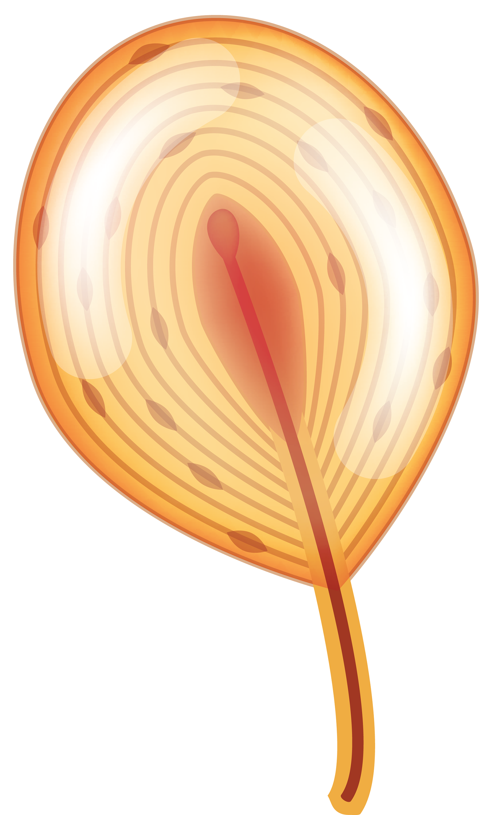 SO_16_FunctionalAnatomy2
