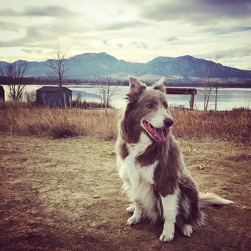 SO19_CBD Animals SO19_CBD Animals