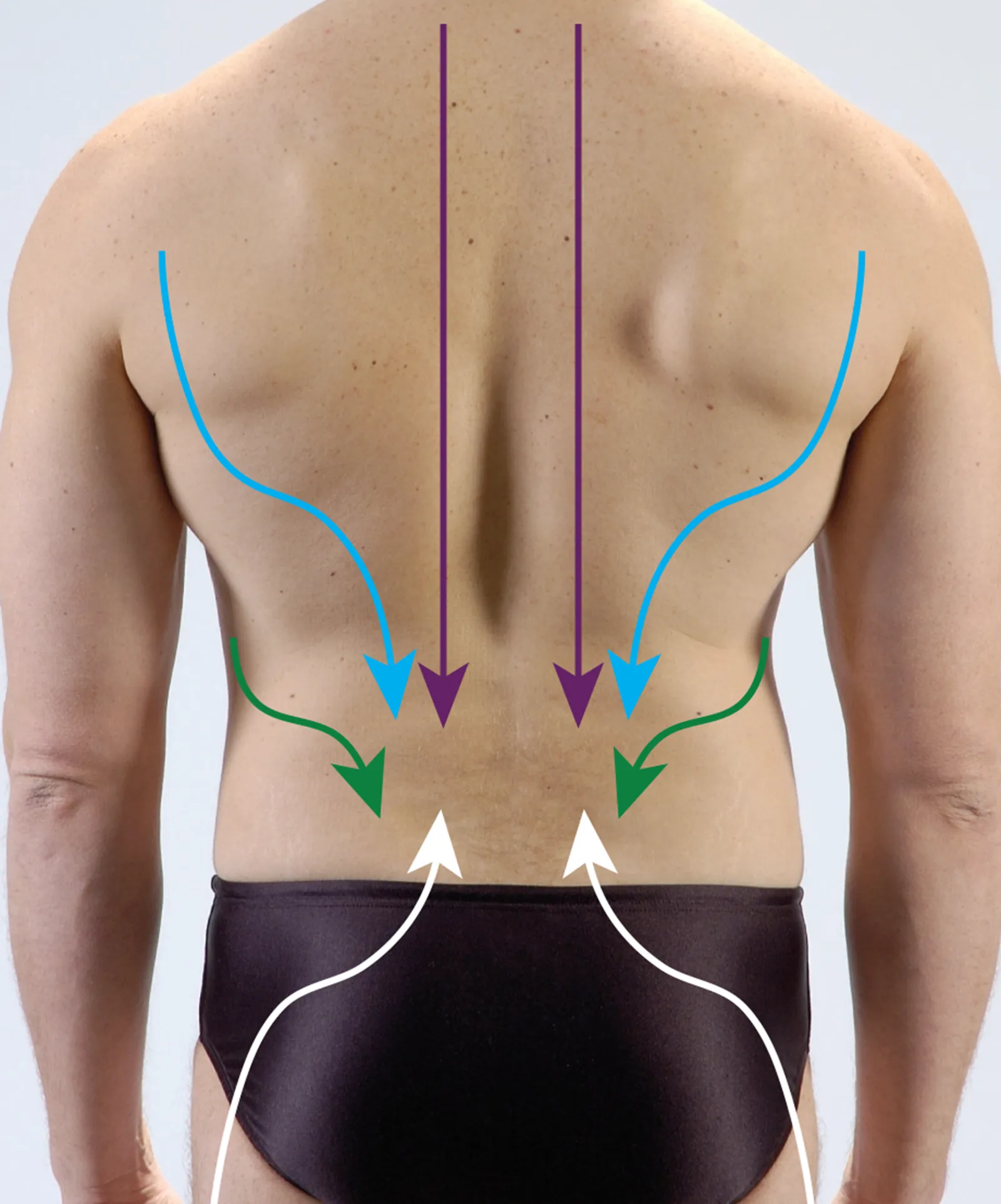 Thoracolumbar Fascial Network Teaser Image Thoracolumbar Fascial Network Teaser Image