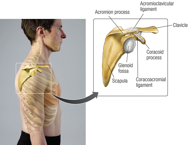 ND_19_FunctionalAnatomy2_800 ND_19_FunctionalAnatomy2_800