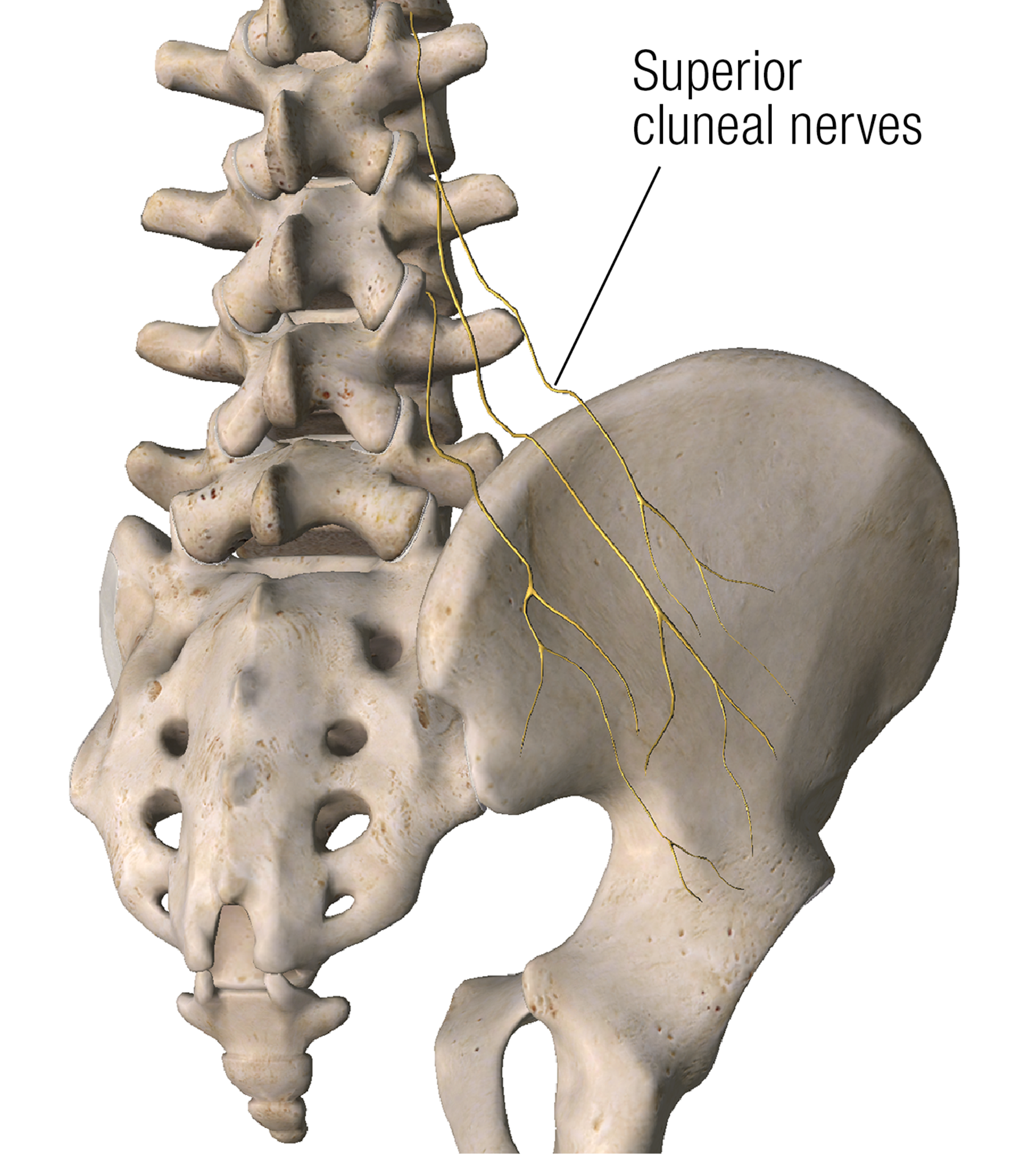 ND16_ScienceofNerves4