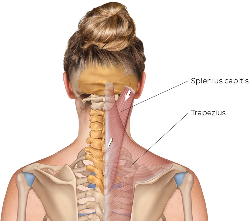 SP_26_StretchingNeck10_800