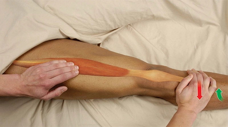 MA_20_FunctionalAnatomy2_PalpatingRectusFemoris _800 MA_20_FunctionalAnatomy2_PalpatingRectusFemoris _800