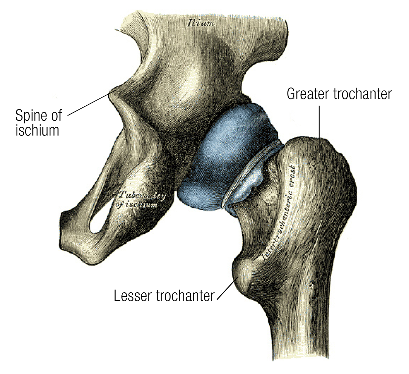 SO_16_Myofascial3_1600