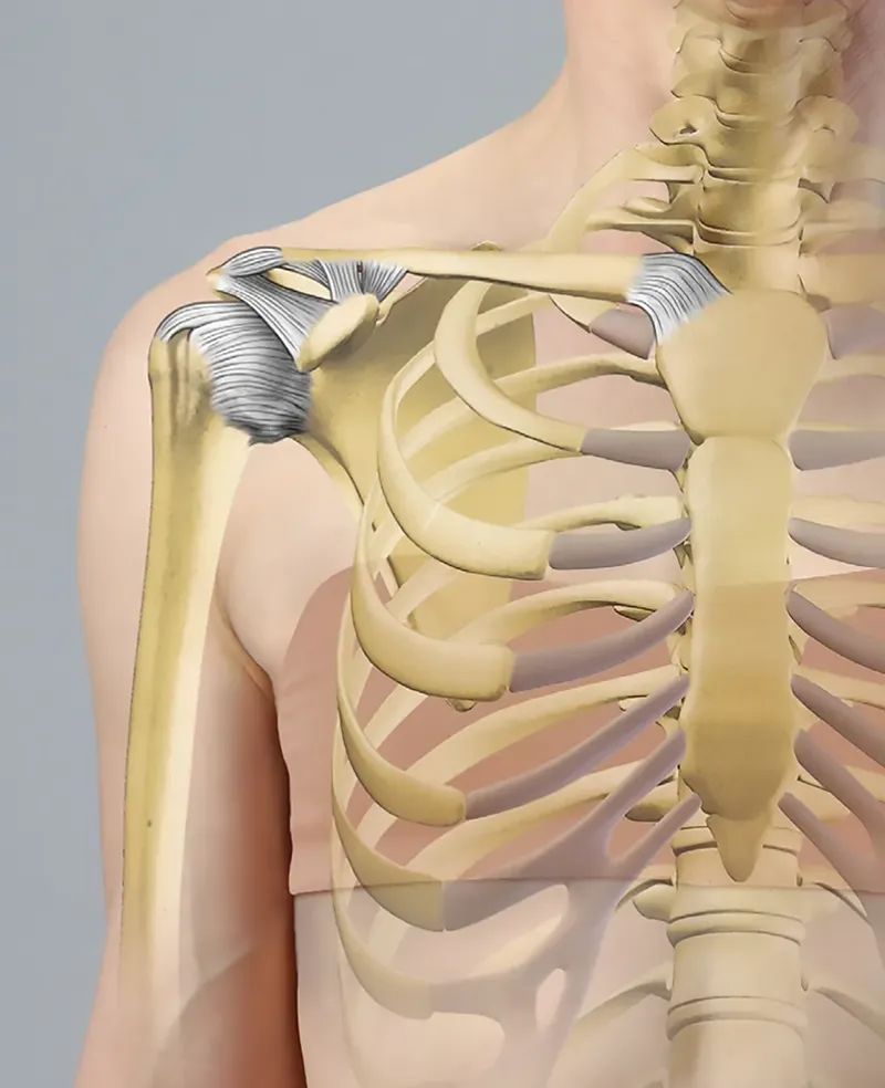 ND19_Acromioclavicular Joint