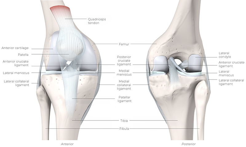 SUM_26_Myoskeletal1_DaltonKnee__800