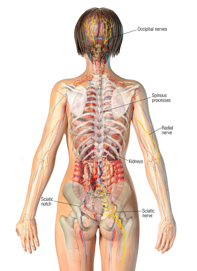 posterior view of the human body showing bones, muscles, and nerves in the back, arms, and buttocks.