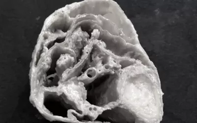 A cross-section slice of human plastinate model.