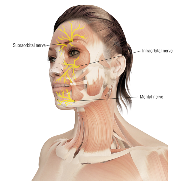 branches of the trigeminal nerve and spuraorbital nerve in the face of a woman.