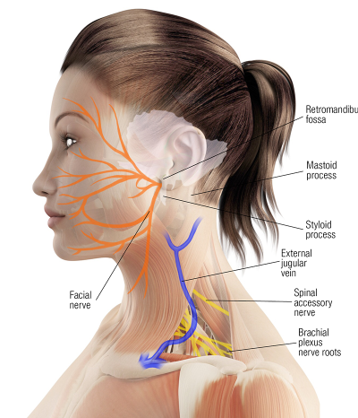 lateral view of facial nerves and retromandibular fossa, as well as brachial plexus nerve roots in the shoulder.