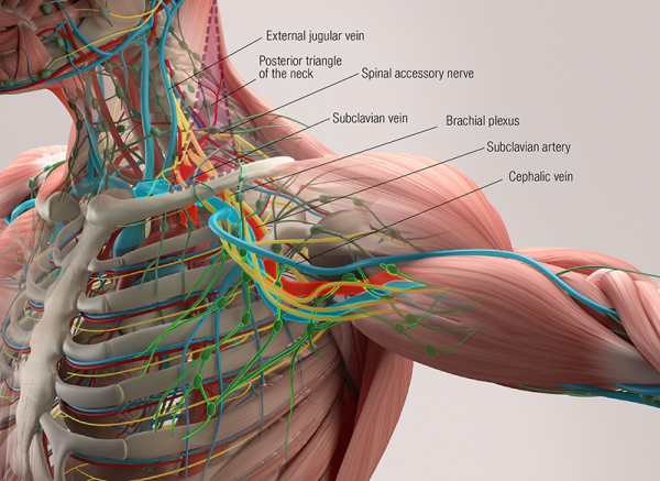 jugular vein, nerves, and muscles in the neck and lateral neck area.