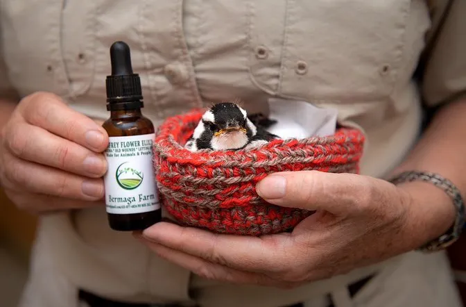 an essential oil made with flowers from Bermaga Farm.