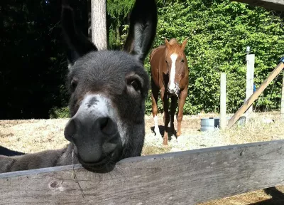 a horse and donkey stand near a fence in an outdoor yard.