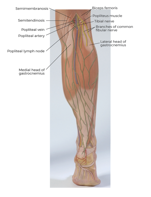 The popliteal fossa in the upper leg.