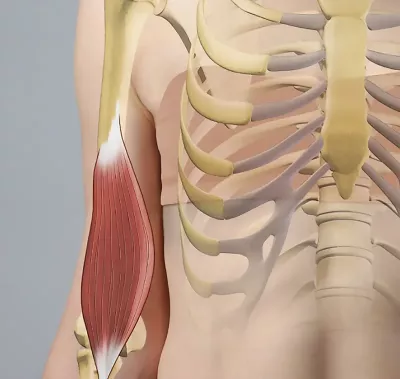 The Brachialis muscle on an arm.