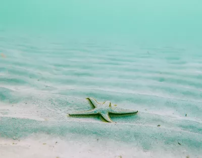 starfish in a teal ocean water