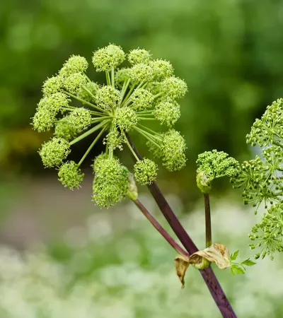 yarrow root green flower.