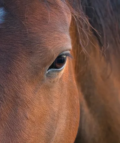 one eye on the face of a brown horse.