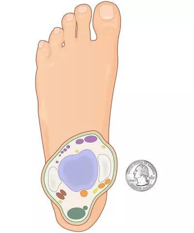 a slice of bone showing the tibiotalar joint from above.