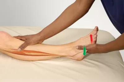 Palpating the fibularis longus, shown with the client supine on a table.