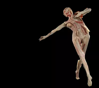 the FREIA fascia plastinate model in movement like a dancer.