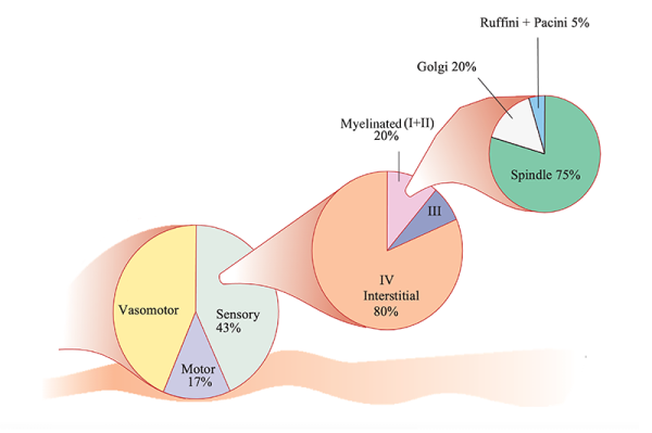 Detailed analysis of the individual neurons in the nerve supply of a lower leg portion in a cat reveals quantitative proportions shown in pie charts.