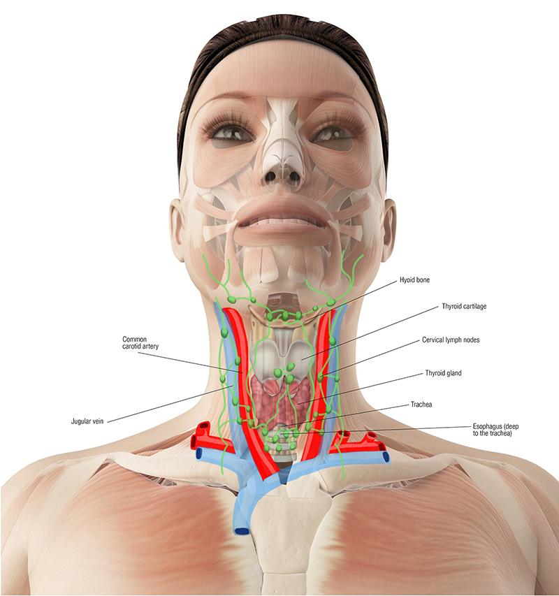 frontal view of arteries, glands, and structures in the neck, including the common carotid artery.