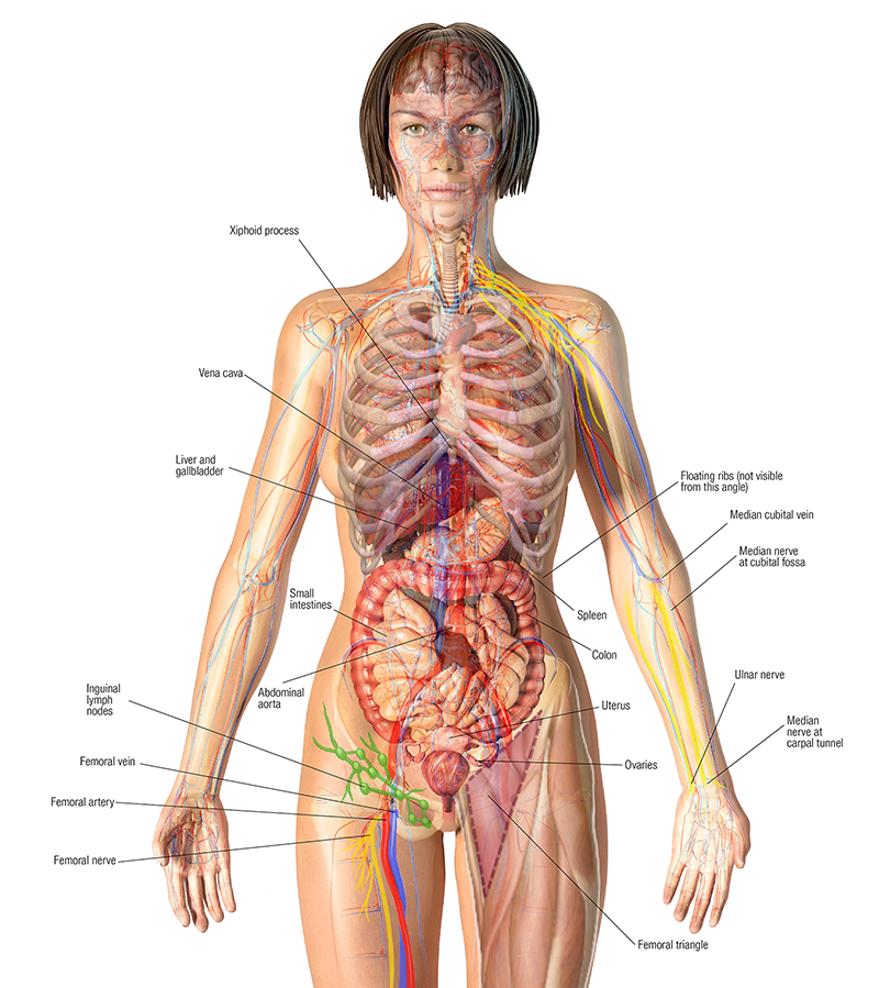 anterior view of full bodied woman with bones, tissues, organs, and nerves of the abdomen, legs, and arms.