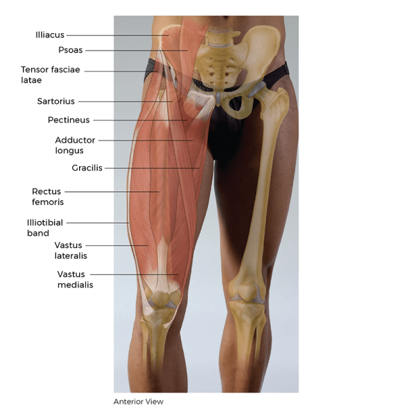 Anterior view of left thigh muscles in the leg, including gracilis, sartorius, psoas, and IT band.