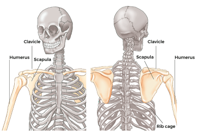 Anterior and posterior views of the shoulder complex region