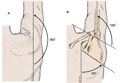 180-degree abduction of the arm, showing 60, 120-, and 180-degree rotation. 