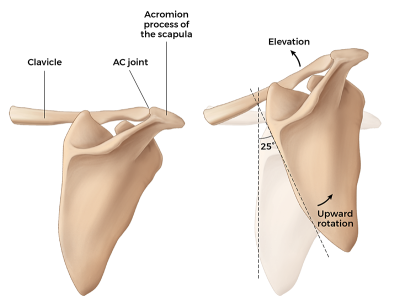 what the scapula looks like when the clavicle elevates.