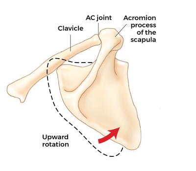 the clavicle and AC joint as it upwardly rotates.