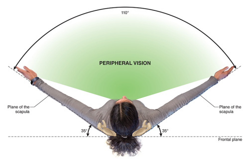 110-degrees of peripheral vision of plane of the scapula.