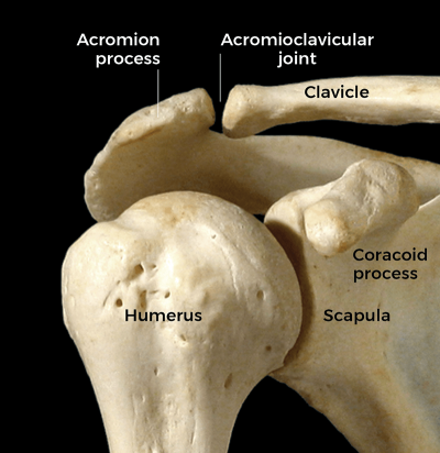 anterior view of the glenohumeral joint at the clavicle and humerus.