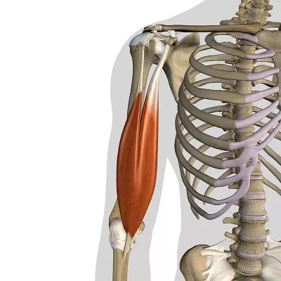 Muscles and tendons in the upper arm are highlighted.