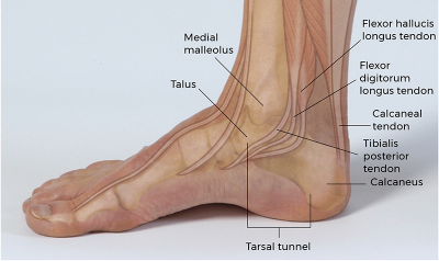 lateral view of bones and tendons of the tarsal tunnel.