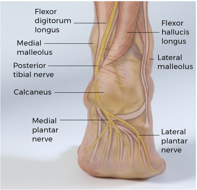 posterior view of nerves and tendons in the foot.