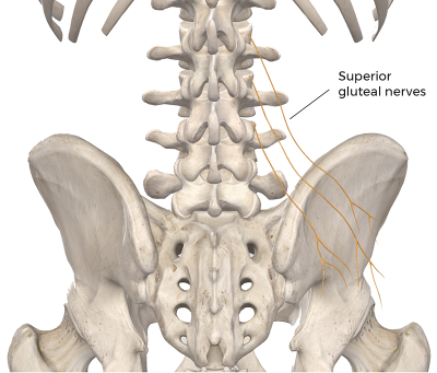 branches of the superior gluteal nerves on a skeleton.