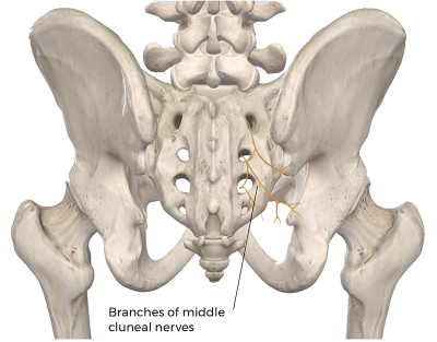 Branches of the middle cluneal nerves. 