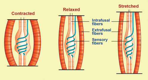 three different strands of fibers in the body showing how Sudden lengthening of the extrafusal fibers triggers a mild stretch reflex contraction.