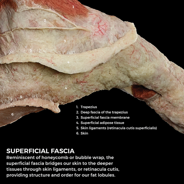 A description of superficial fascia on FREIA.