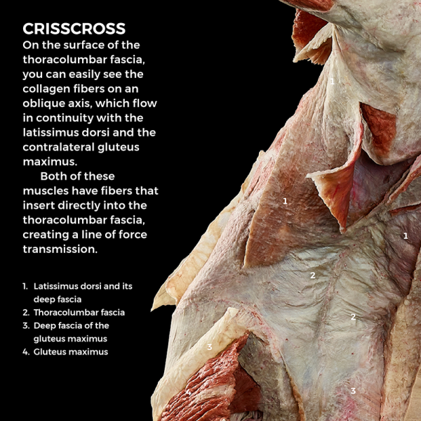 Criss-cross pattern on the thoracolumbar fascia of FREIA.
